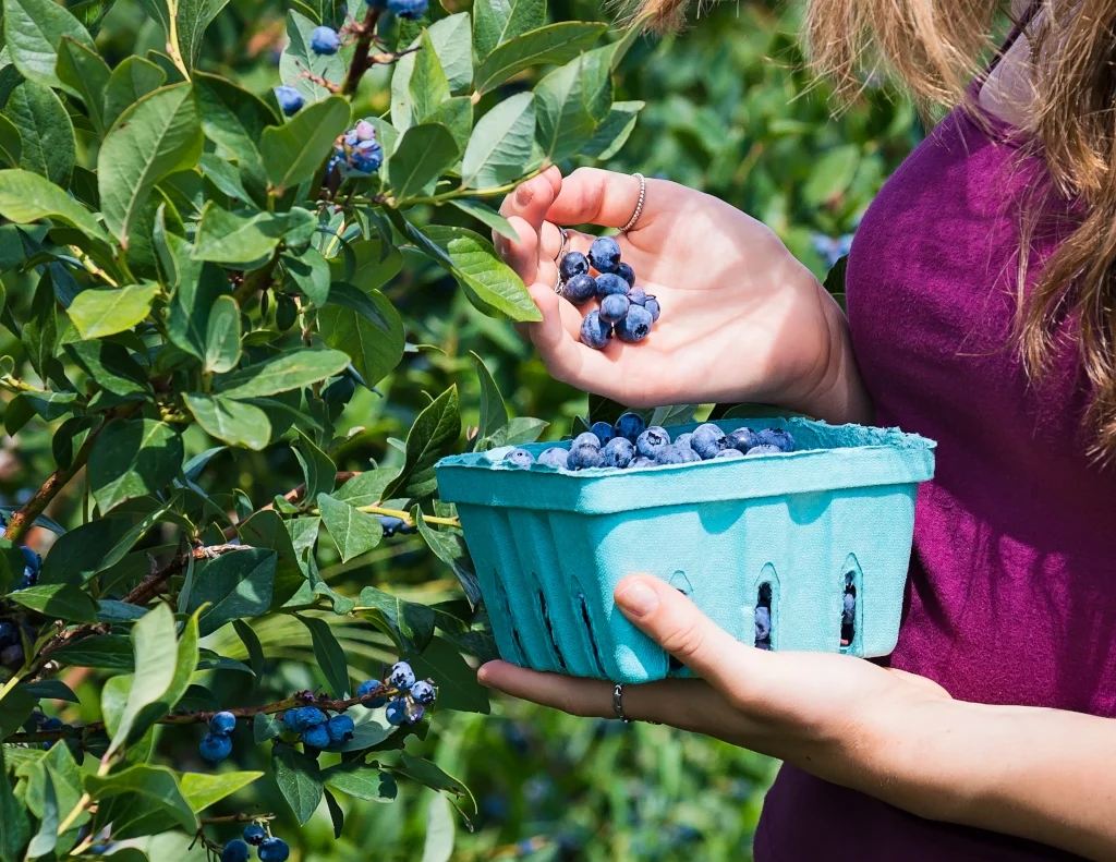 best-mulch-for-blueberries