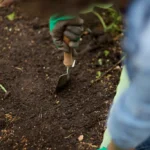 best mulch for blueberries