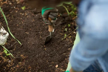 best mulch for blueberries