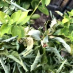 Why Are Your Blueberry Leaves Curling?