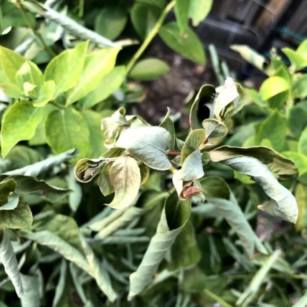 Why Are Your Blueberry Leaves Curling?