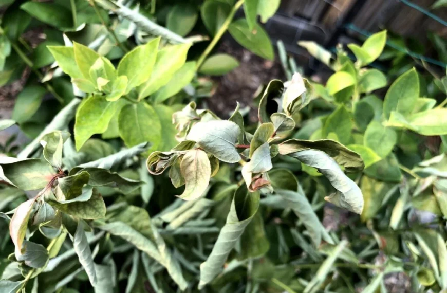 Why Are Your Blueberry Leaves Curling?