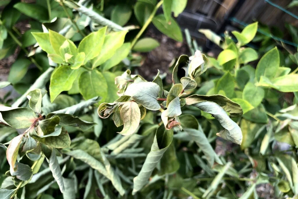 Why Are Your Blueberry Leaves Curling?