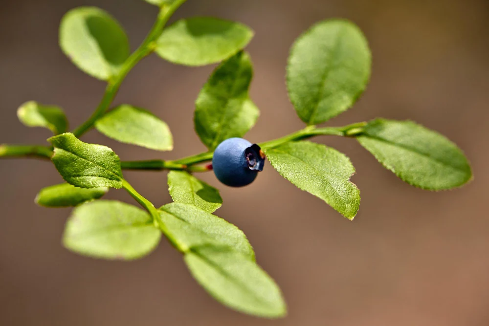 blueberry-leaves-curling1