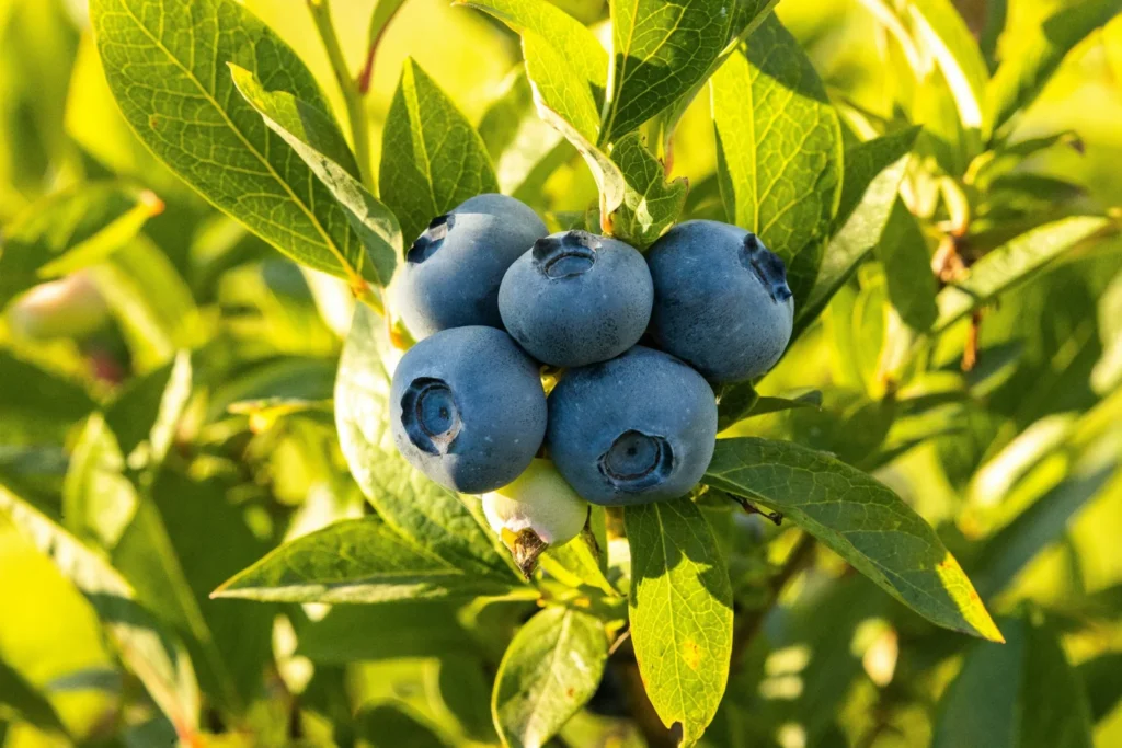 blueberry-leaves-curling2
