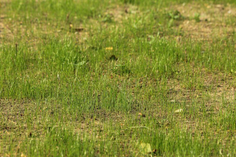 How to Get Grass To Grow in Bare Spots (7 Easy Steps) - Sustainably Off-Grid
