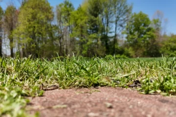 how to get grass to grow in bare spots