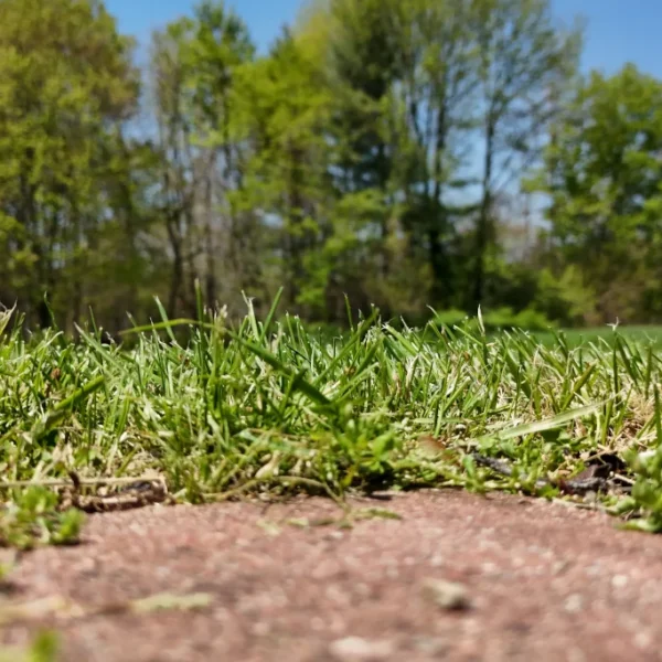 how to get grass to grow in bare spots