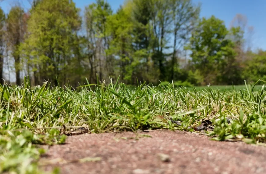 how to get grass to grow in bare spots