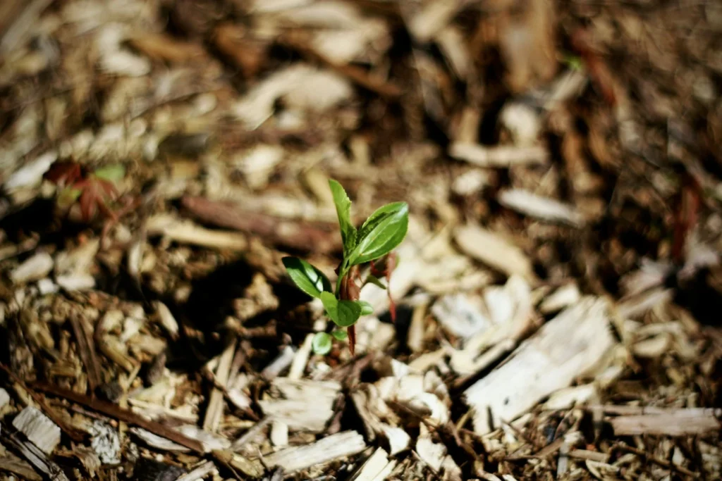 mulches-for-potted-plants