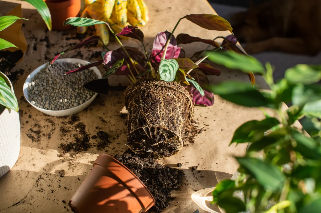 indoor-plants-ficus-with-roots-lies-outside-the-pot-a-tool-for-transplanting-soil-on-the-table