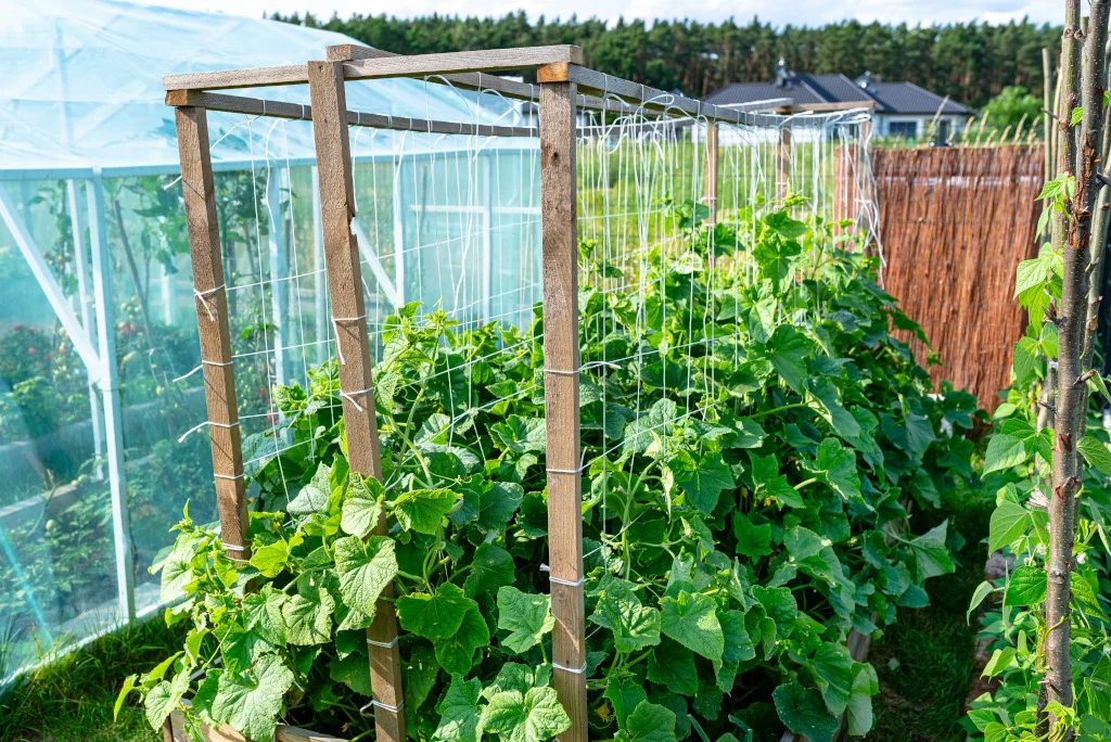 flowering-green-cucumbers-in-a-home-garden-in-wooden-boxes-visible-wooden-scaffolding