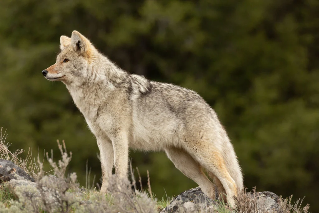 profile-view-of-a-coywolf-standing-before-the-green-shaded-background