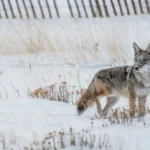 How to Deal with Coyotes on Your Homestead