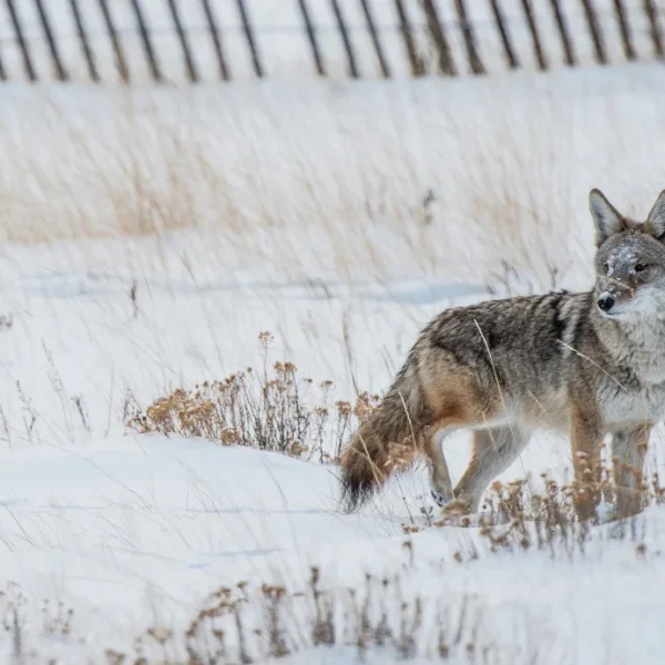 How to Deal with Coyotes on Your Homestead