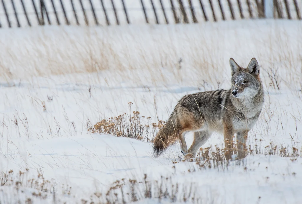 How to Deal with Coyotes on Your Homestead