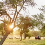 Sunset over a Texas ranch with cattle grazing under oak trees, ideal land for homesteading in Texas
