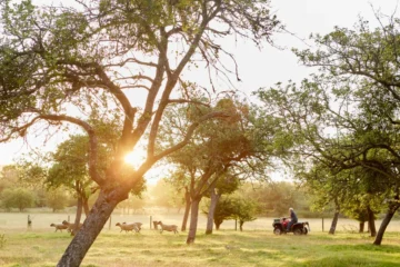 Sunset over a Texas ranch with cattle grazing under oak trees, ideal land for homesteading in Texas