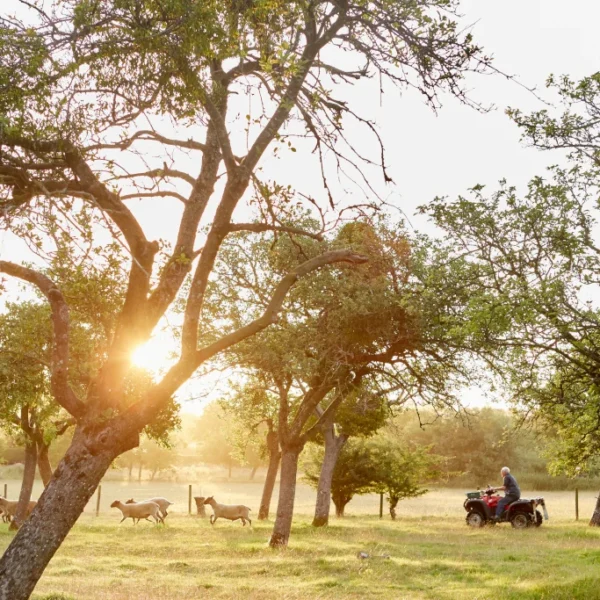Sunset over a Texas ranch with cattle grazing under oak trees, ideal land for homesteading in Texas