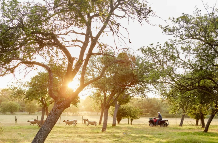 Sunset over a Texas ranch with cattle grazing under oak trees, ideal land for homesteading in Texas