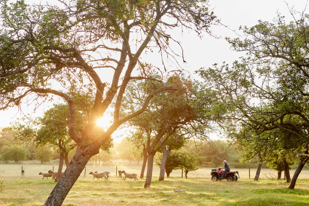 Sunset over a Texas ranch with cattle grazing under oak trees, ideal land for homesteading in Texas