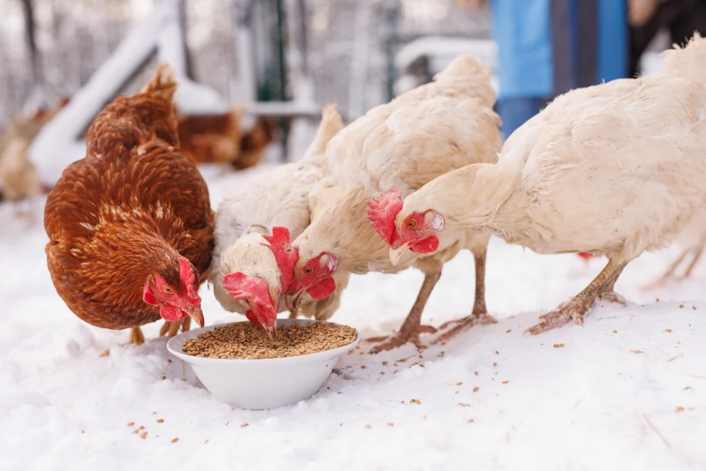 how to keep chickens warm in winter