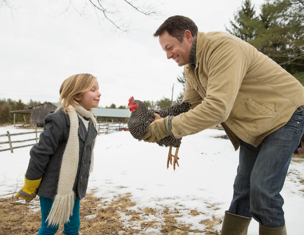 how to keep chickens warm in winter