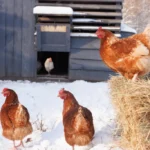 how to keep chickens warm in winter