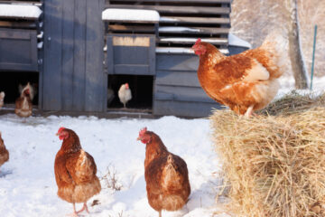 how to keep chickens warm in winter