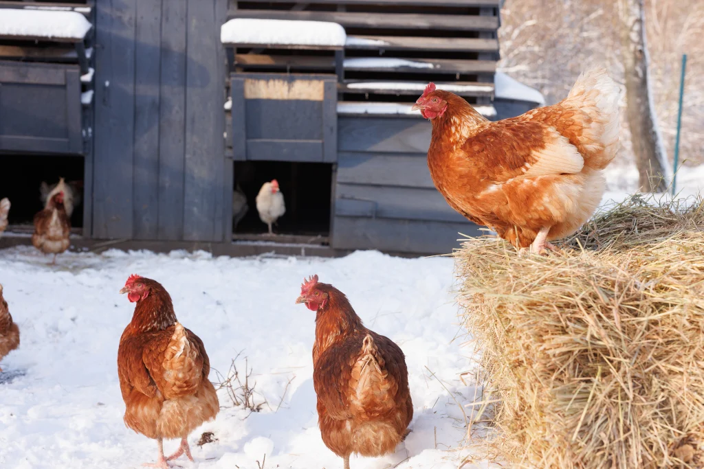 how to keep chickens warm in winter