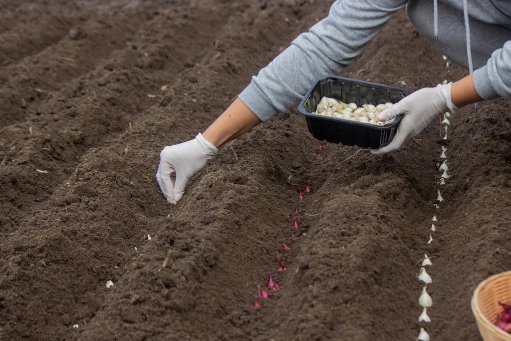onion-planting-manual-work-for-a-future-harvest-selective-focus
