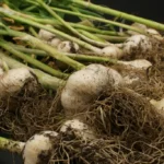 Planting Garlic in the Fall: For Beginners