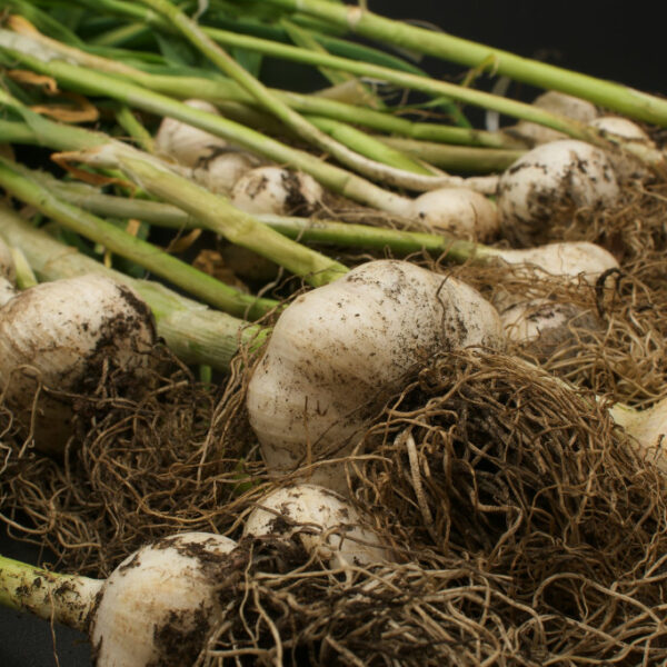 planting-garlic-in-the-fall