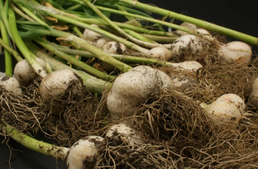 Planting Garlic in the Fall: For Beginners