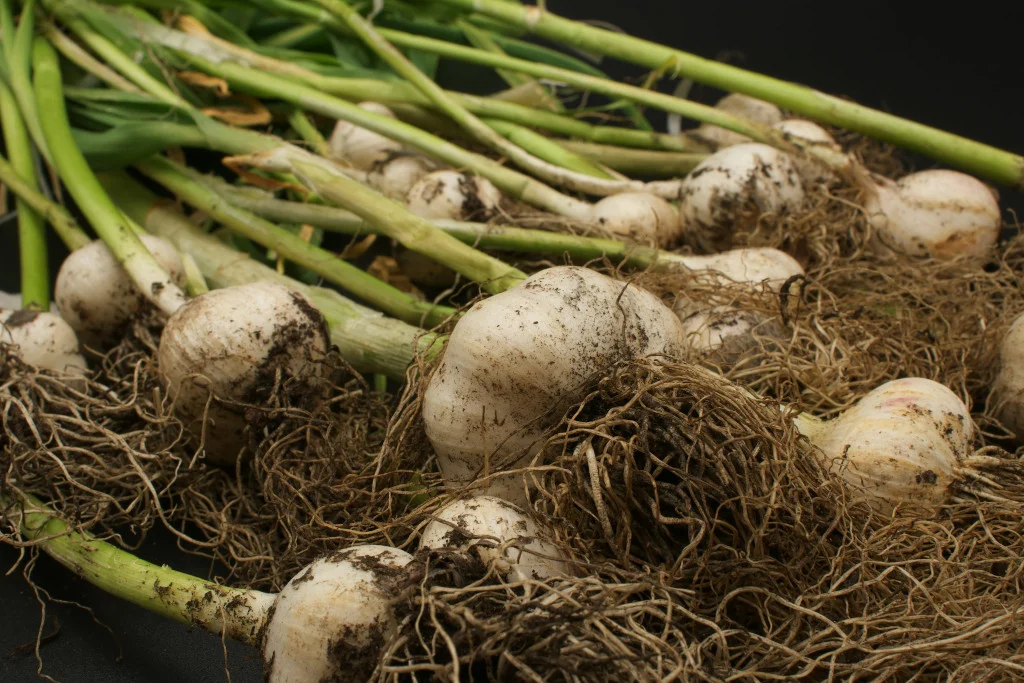 Planting Garlic in the Fall: For Beginners