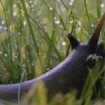 9 Reasons You Have Slugs (What Attracts Slugs?)