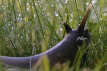 9 Reasons You Have Slugs (What Attracts Slugs?)