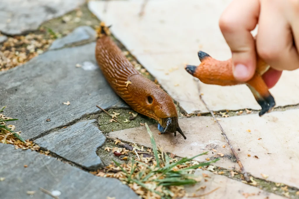 brown-slimy-gastropods-that-have-lost-shell