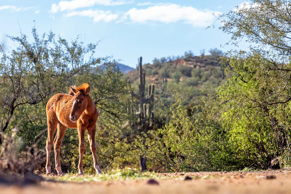 wild-horse-foal-in-mesa-arizona