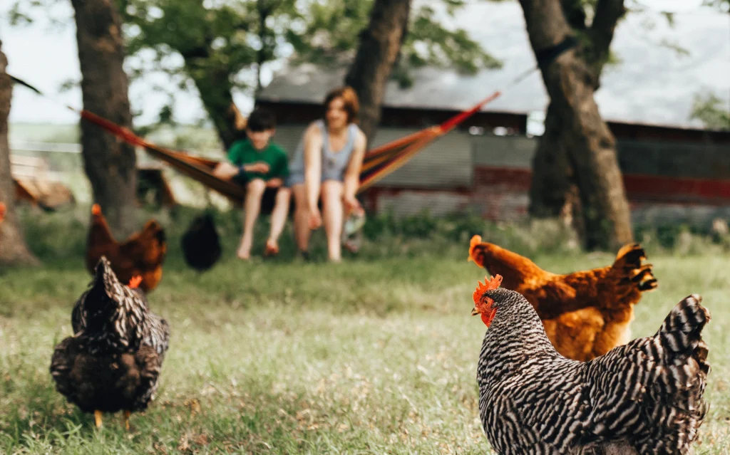 what-to-look-for-when-buying-a-homestead-2