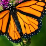 attract monarch butterflies