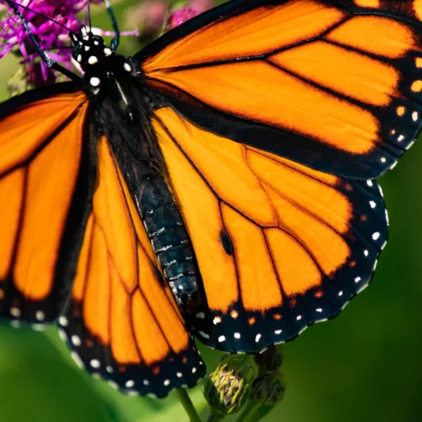 attract monarch butterflies