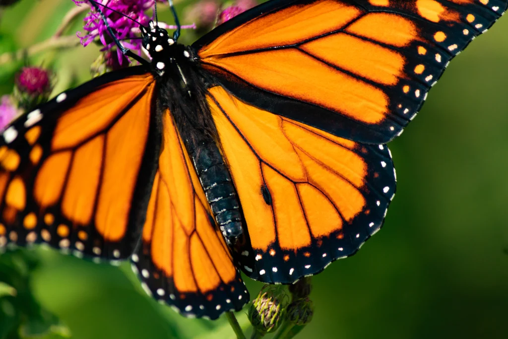attract monarch butterflies
