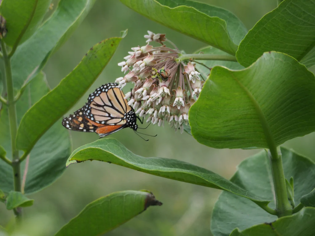 a-butterfly-is-sitting-on-some-flowers-in-the-yard-it-is-very-clear