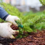 benefits of red mulch