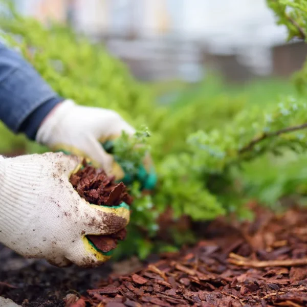 benefits of red mulch