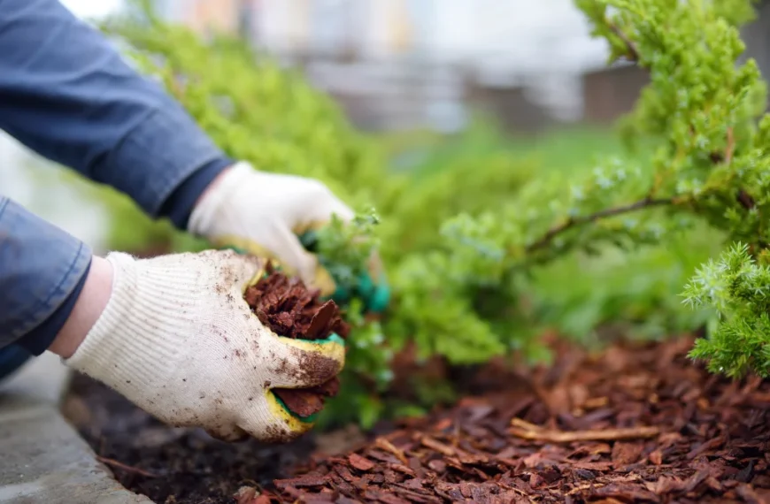 benefits of red mulch
