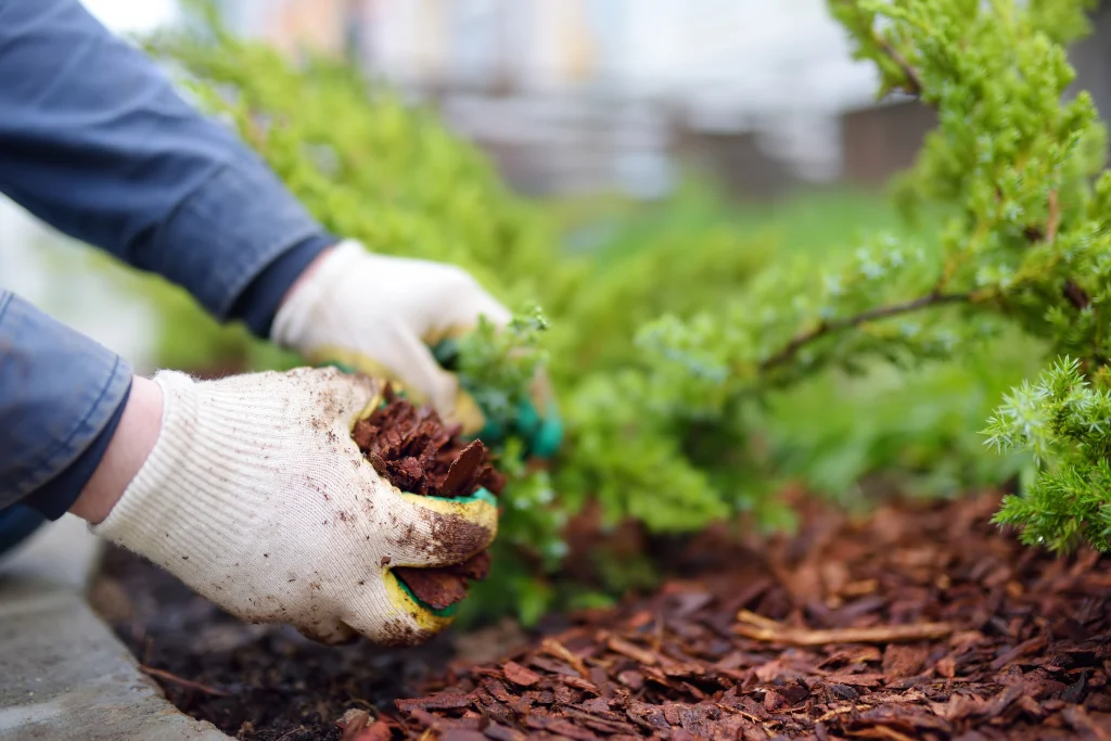 benefits of red mulch