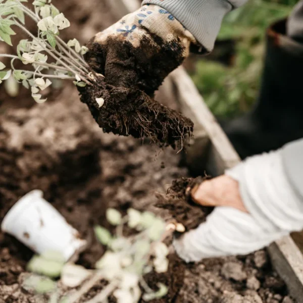 Best Crops For Winter and Fall
