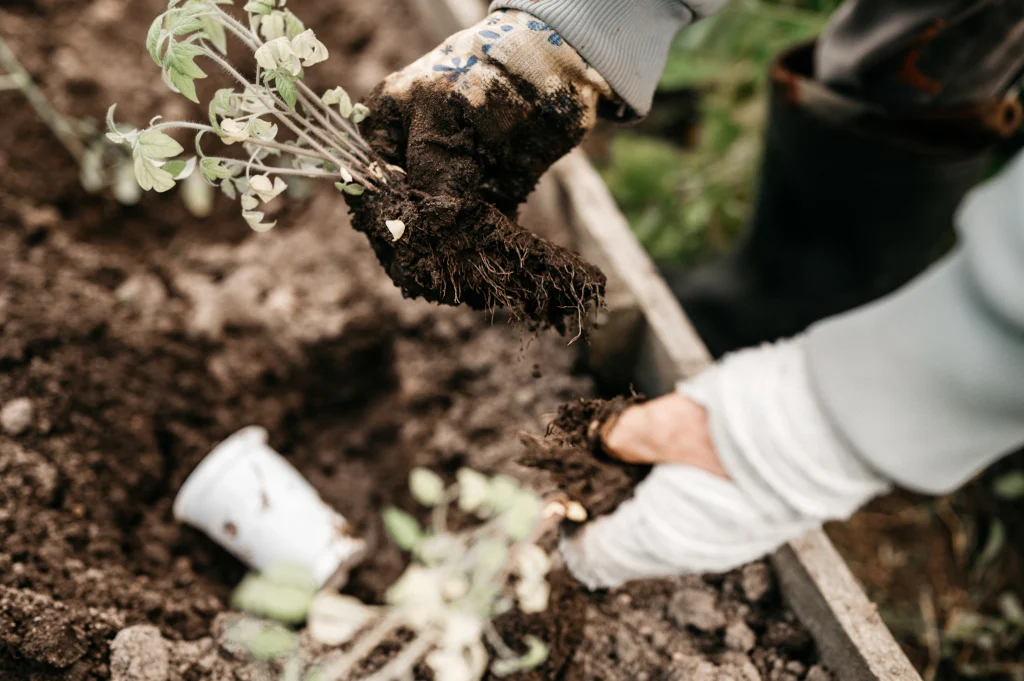 Best Crops For Winter and Fall